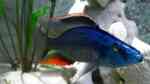 Einrichtungsbeispiele für die Haltung von Dimidiochromis compressiceps (Messerbuntbarsch) im Aquarium Einrichtungsbeispiele für die Haltung von Dimidiochromis compressiceps (Messerbuntbarsch) im Aquarium