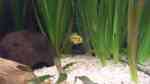 Einrichtungsbeispiele für die Haltung von Apistogramma hongsloi (Rotstrich-Zwergbuntbarsch) im Aquarium Einrichtungsbeispiele für die Haltung von Apistogramma hongsloi (Rotstrich-Zwergbuntbarsch) im Aquarium