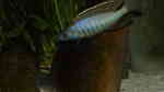Aquarien mit Mylochromis (Sciaenochromis) gracilis Aquarien mit Mylochromis (Sciaenochromis) gracilis