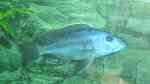 Einrichtungsbeispiele für die Haltung von Tyrannochromis macrostoma im Aquarium Einrichtungsbeispiele für die Haltung von Tyrannochromis macrostoma im Aquarium