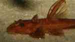 Einrichtungsbeispiele mit Hexenwelsen (Rineloricaria fallax) Einrichtungsbeispiele mit Hexenwelsen (Rineloricaria fallax)