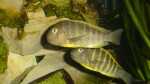 Einrichtungsbeispiele für die Haltung von Tropheus brichardi "Ujiji" im Aquarium Einrichtungsbeispiele für die Haltung von Tropheus brichardi "Ujiji" im Aquarium