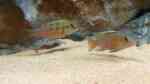 Aquarien mit Chromidotilapia guntheri (Günthers Prachtbarsch) Aquarien mit Chromidotilapia guntheri (Günthers Prachtbarsch)