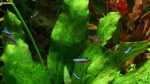 Neonsalmler im Aquarium halten (Einrichtungsbeispiele für Neonfische) Neonsalmler im Aquarium halten (Einrichtungsbeispiele für Neonfische)
