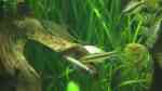Aquarien mit Crossocheilus reticulatus (Netzpinselalgenfresser) Aquarien mit Crossocheilus reticulatus (Netzpinselalgenfresser)