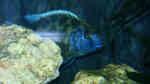 Nimbochromis venustus im Aquarium (Einrichtungsbeispiele mit Pfauenmaulbrüter) Nimbochromis venustus im Aquarium (Einrichtungsbeispiele mit Pfauenmaulbrüter)