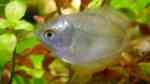 Aquarien mit Zwergfadenfischen (Colisa lalia) Aquarien mit Zwergfadenfischen (Colisa lalia)
