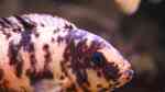 Metriaclima mbenjii im Aquarium halten (Einrichtungsbeispiele für Maylandia mbenjii) Metriaclima mbenjii im Aquarium halten (Einrichtungsbeispiele für Maylandia mbenjii)
