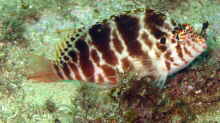Cirrhitichthys aprinus