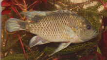 Sargochromis carlottae