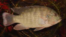 Sargochromis giardi