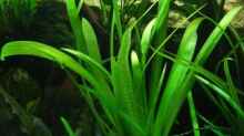 Sagittaria platyphylla