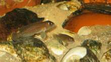 Lamprologus ornatipinnis