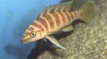 Neolamprologus cylindricus