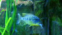 Boulengerochromis microlepis