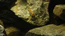 Labidochromis sp. hongi