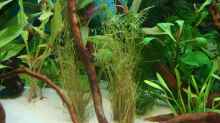 Eleocharis vivipara