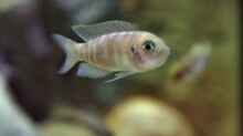Neolamprologus brevis