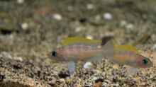 Neolamprologus caudopunctatus