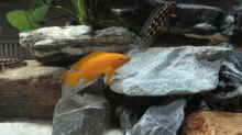 Neolamprologus leleupi