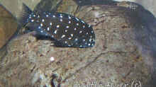 Tropheus Duboisi