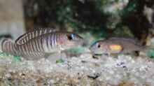 Lamprologus signatus