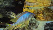 Placidochromis jalo reef