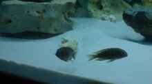 Tropheus polli
