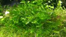 Fontinalis hypnoides