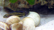 Julidochromis regani