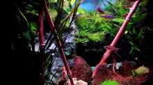 Vallisneria spiralis