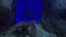 Lepidiolamprologus nkambae