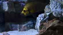 Altolamprologus compressiceps