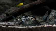 Synodontis grandiops