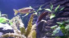 Julidochromis dickfeldi