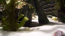 Synodontis Angelicus (versteckt)