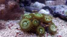 Dekoration im Aquarium Weichkorallenbecken