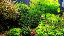 Aquarium Hauptansicht von mein kleines Amazonas Scape