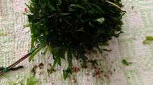Aquarium mein kleines Amazonas Scape