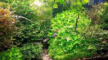 Aquarium mein kleines Amazonas Scape