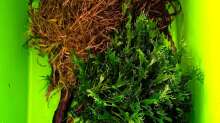 Aquarium mein kleines Amazonas Scape
