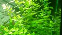Bacopa carolineana