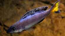 Cyprichromis leptosoma