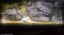 Synodontis polli