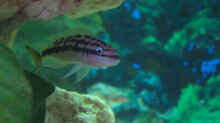Julidochromis ornatus