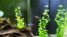 Rechts und im Hintergrund: Bacopa australis
