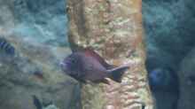 Tropheus moorii "Moliro"