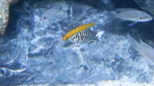 Altolamprologus calvus