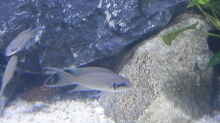 Neolamprologus pulcher