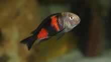 Tropheus moorii "Bulu Point"